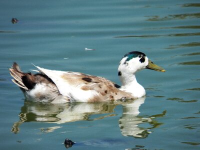 Wild wildlife blue photo