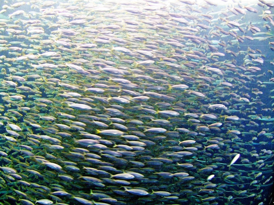 Sea ocean fish swarm