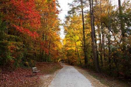 Park quiet autumn photo