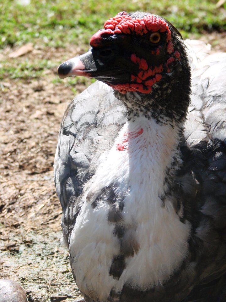 Bird animal sunbathing