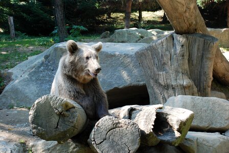 Animals wild zoo