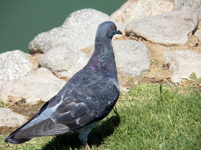 Wild wildlife blue