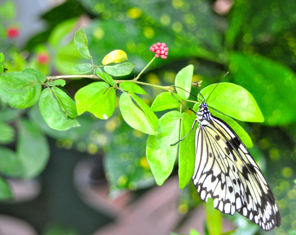 Plant green blossom