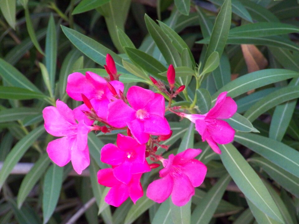 Tropical bloom blossom
