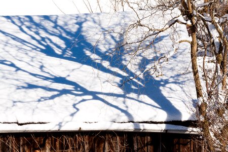 Tree snow shadow