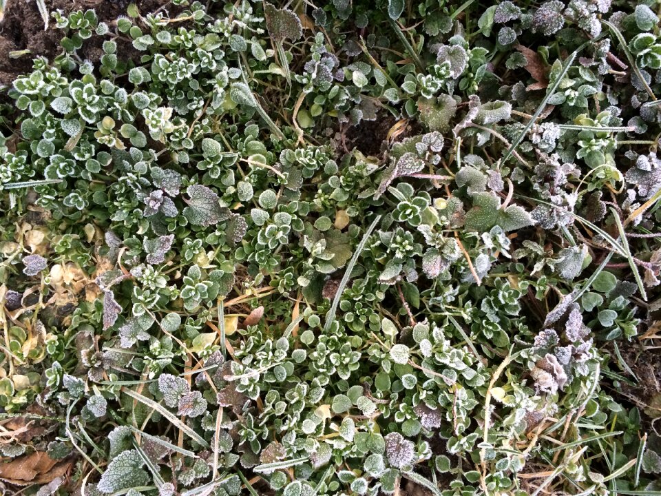 Plant background winter