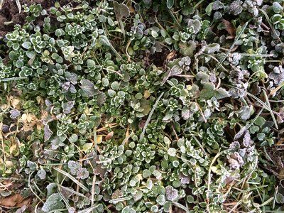Plant background winter