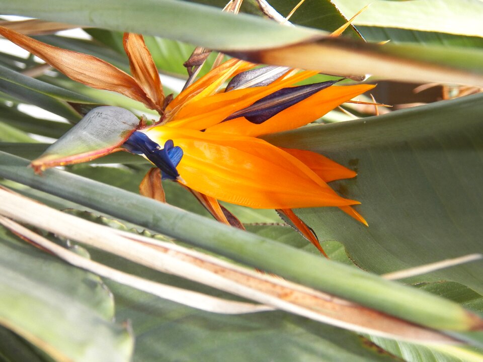 Garden plant bloom