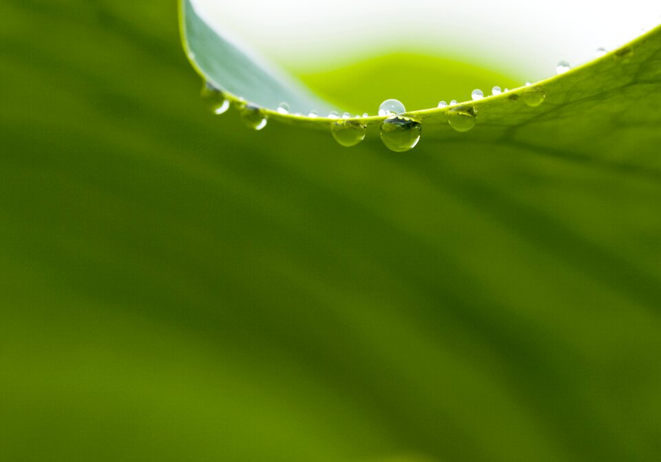 Lotus leaf dewy chartreuse