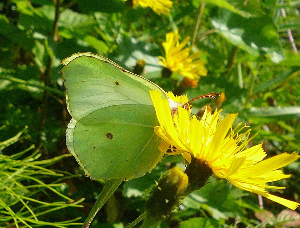 Animal flying insect