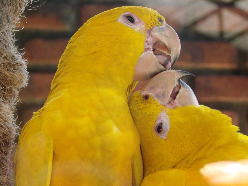 Nature bird birds kissing