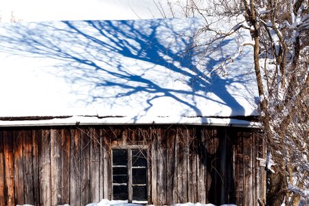 Tree snow shadow