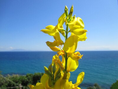 Fragrance yellow blue horizon