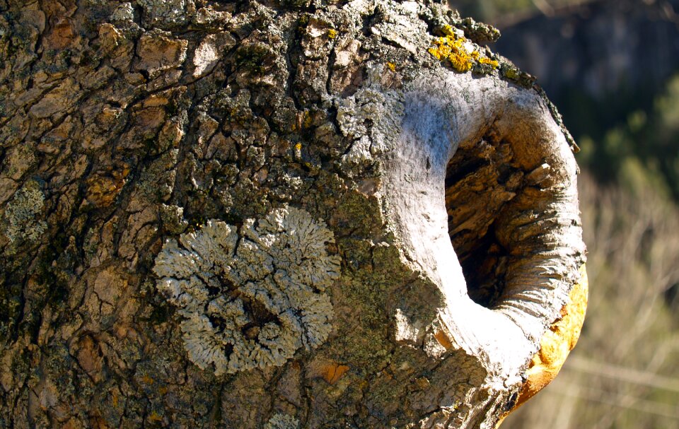 Macro nature hollow