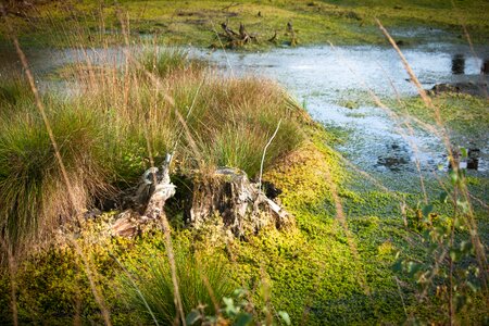 Nature conservation landscape marsh