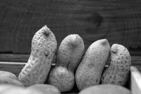 Peanut brothers photography
