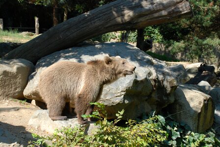 Animals wild zoo