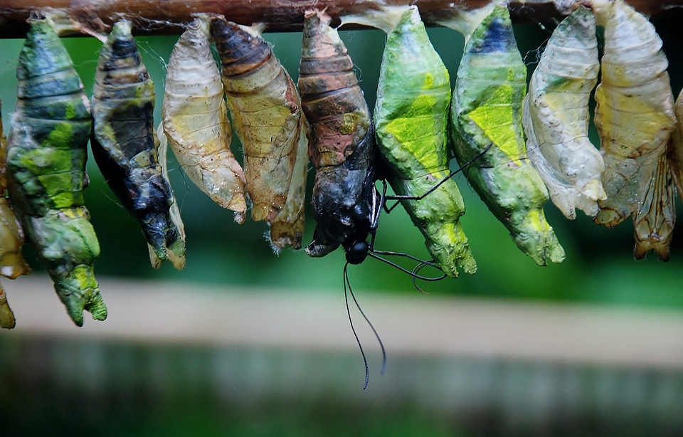 Insect caterpillar nature