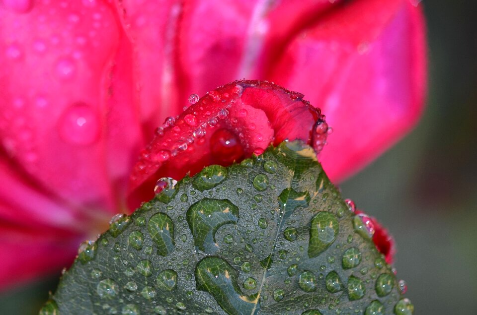 Floral nature blossom