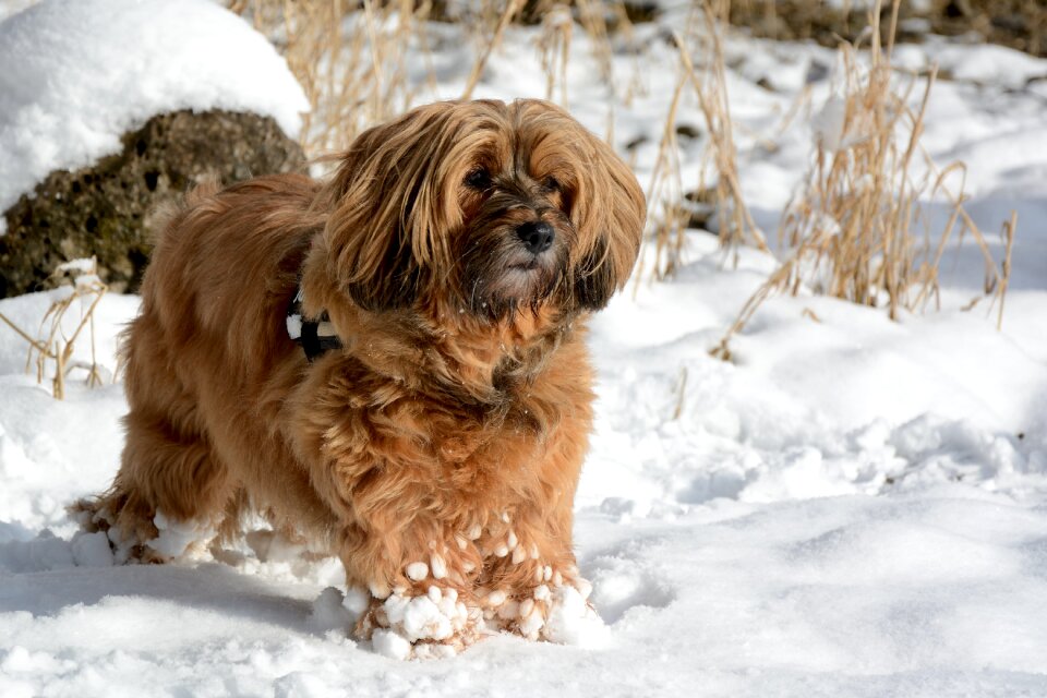 Snow race tibetan terrier