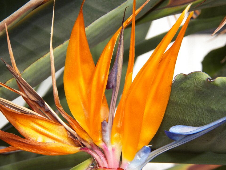 Garden plant bloom