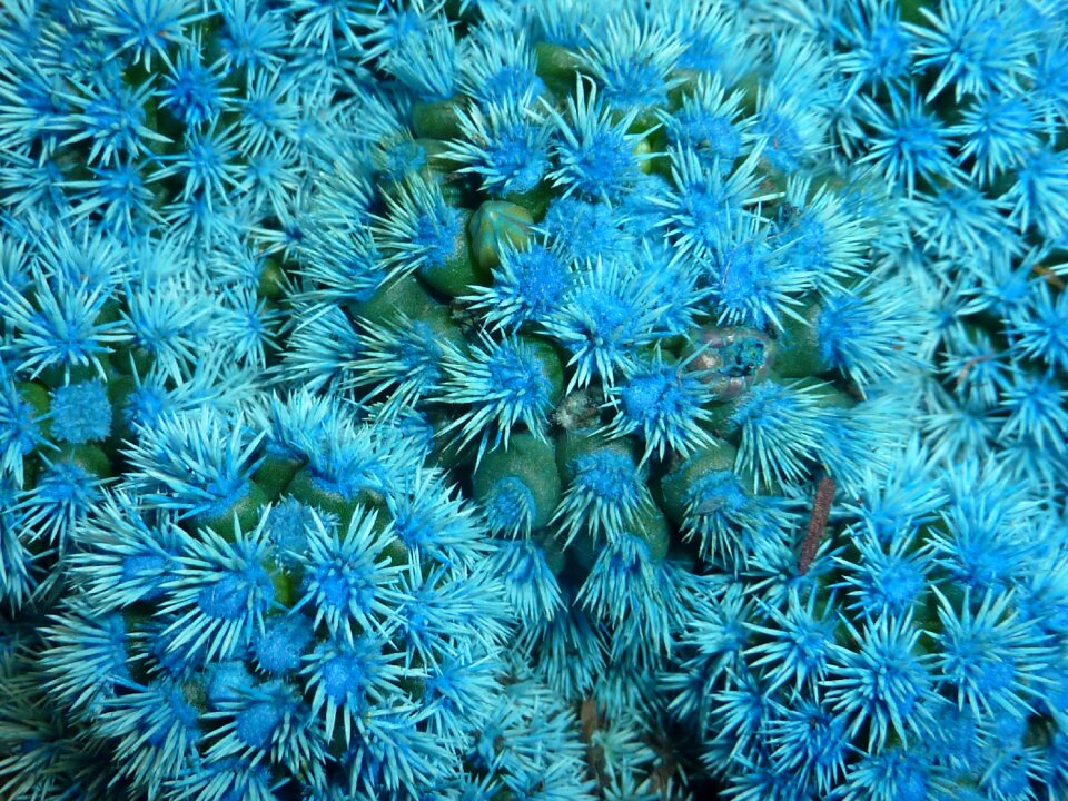 Blue flower flowering
