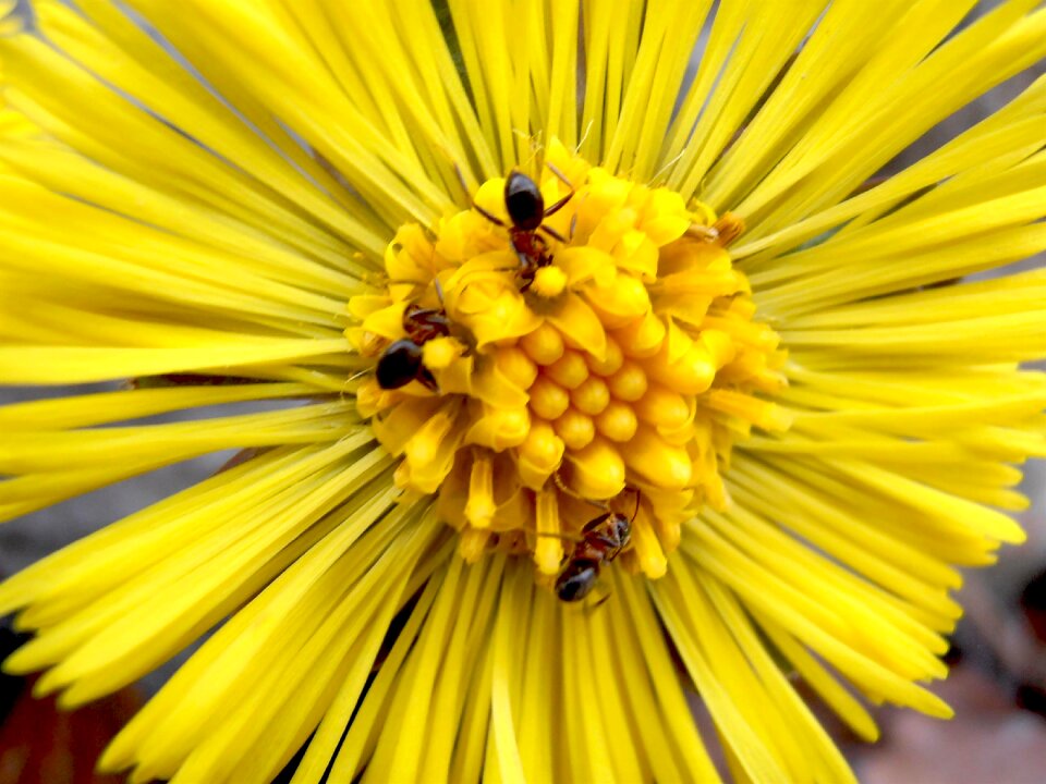 Nature spring plant