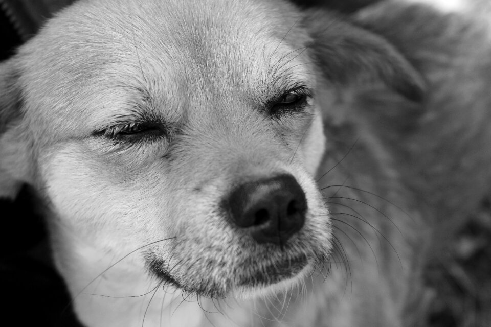 Dog pets animal