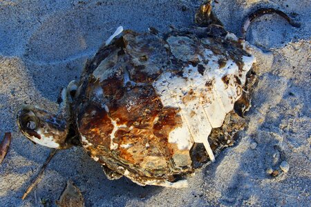 Death endangered pollution