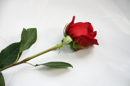 Flower stem