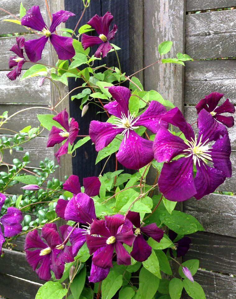 Climbers plant natural