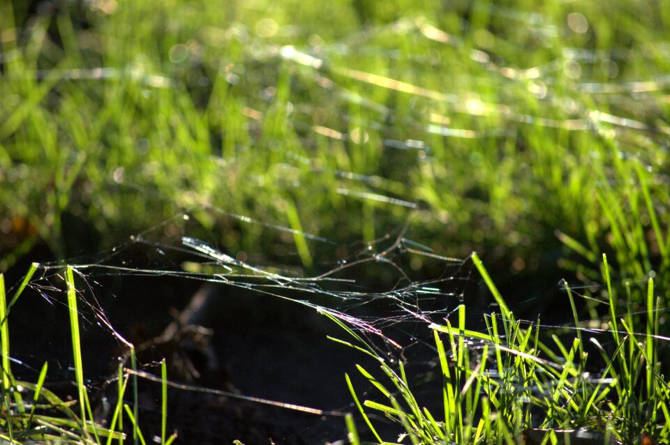Green summer natural