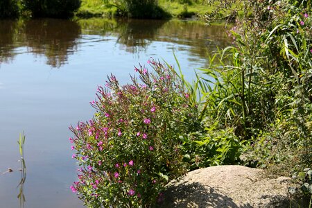 Summer water denmark