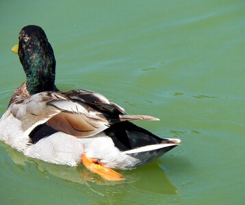 Pond wild wildlife