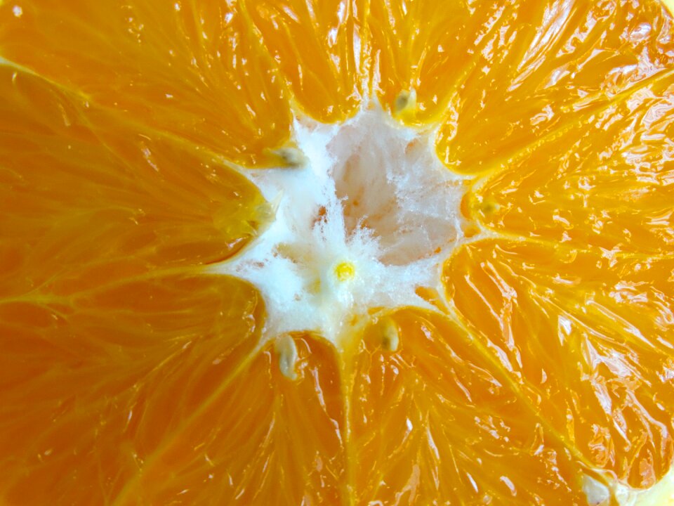 Fruit core fruit fibers nuclear