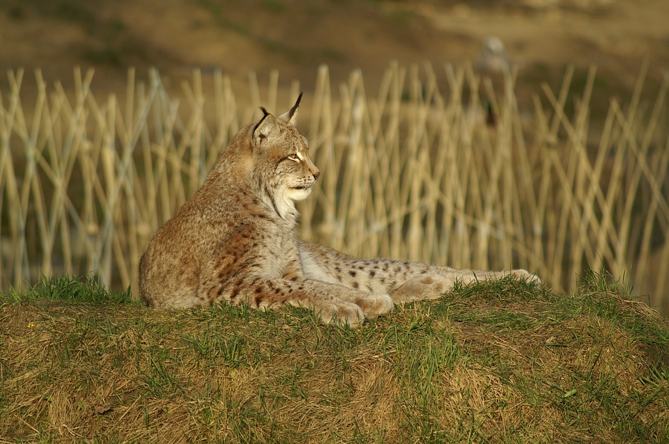 Lynx wildcat Free photos
