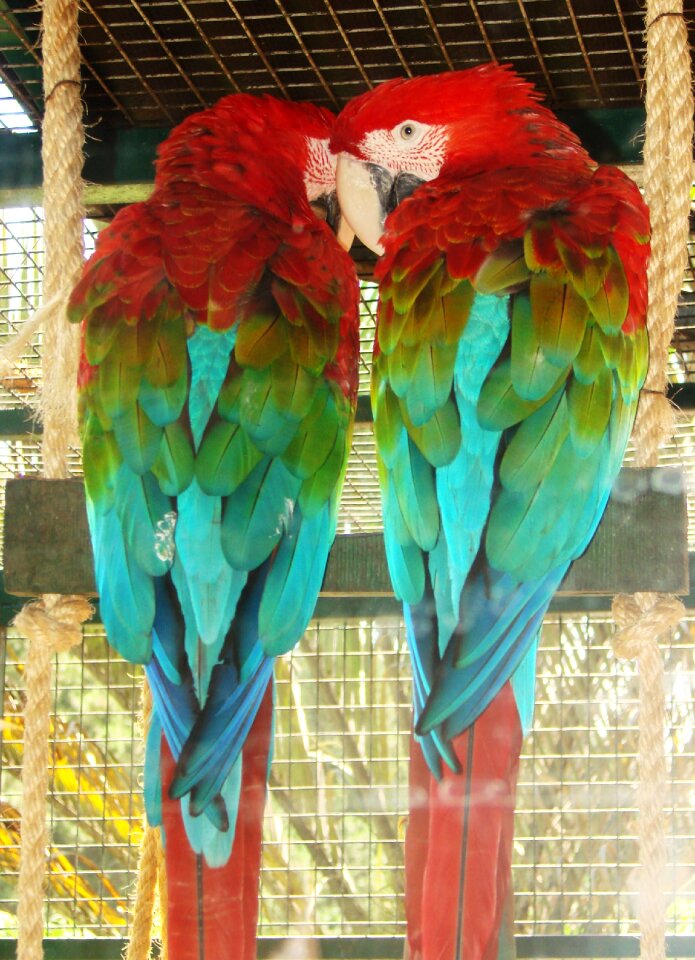 Nature courtship zoo