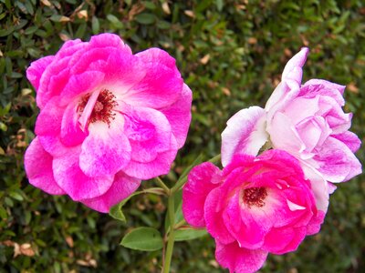 Floral pink gift photo