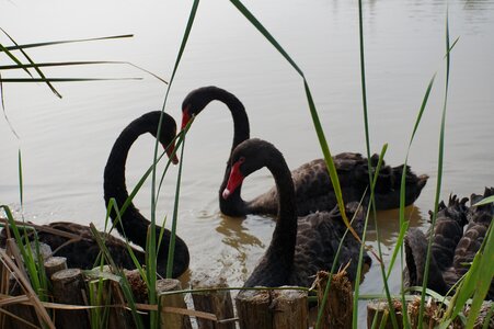 Heart reed birds