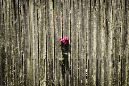 Pink love romantic