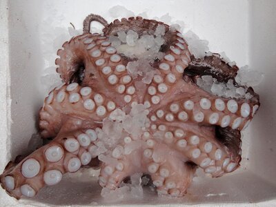 Fish squid seafoods