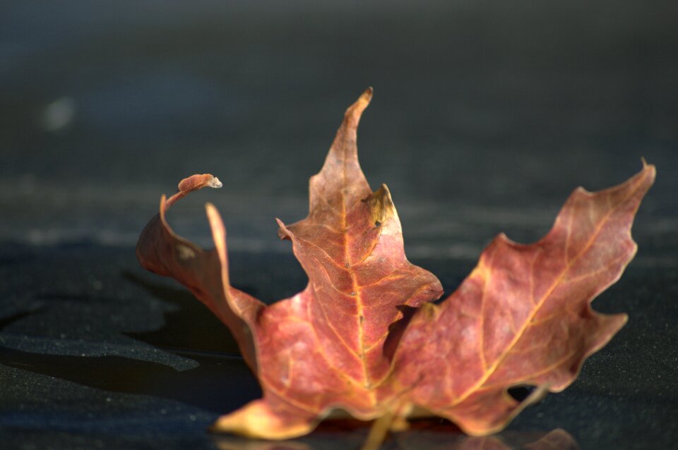 Fall red season