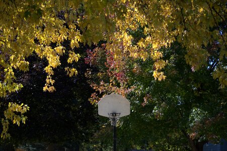 Still leaves fall