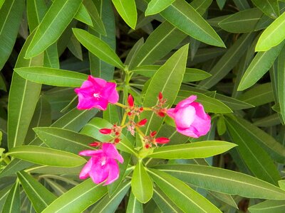 Tropical bloom blossom