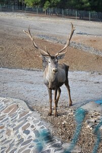 Turkey deer animal zoo