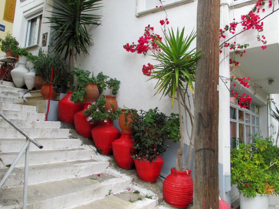 Plant flowers lesbos