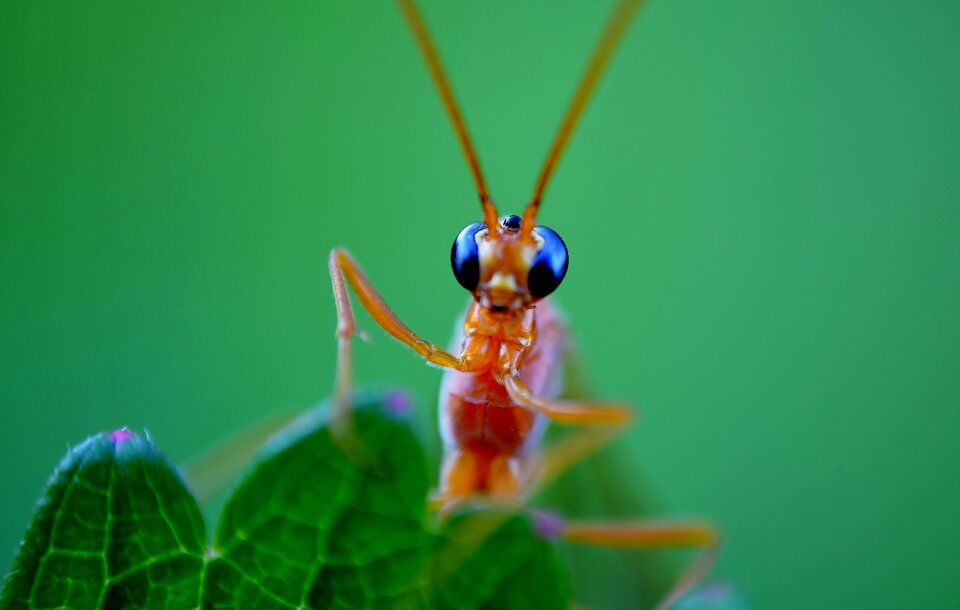 Nature macro close-up lens