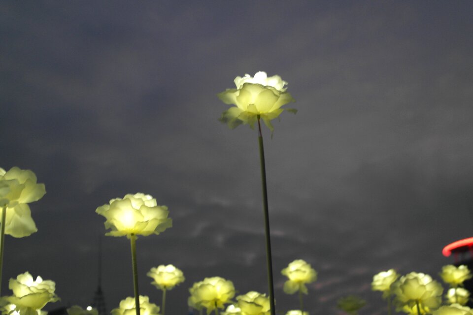 The night sky white roses night view