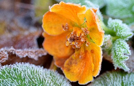 Eiskristalle hoarfrost crystallization