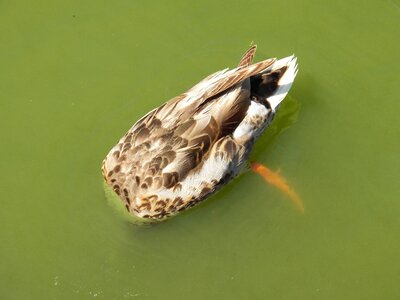 Pond wild wildlife